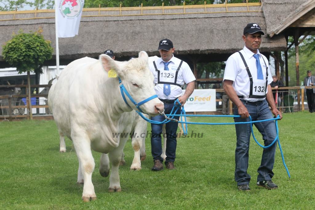 Hódmezővásárhely 2019