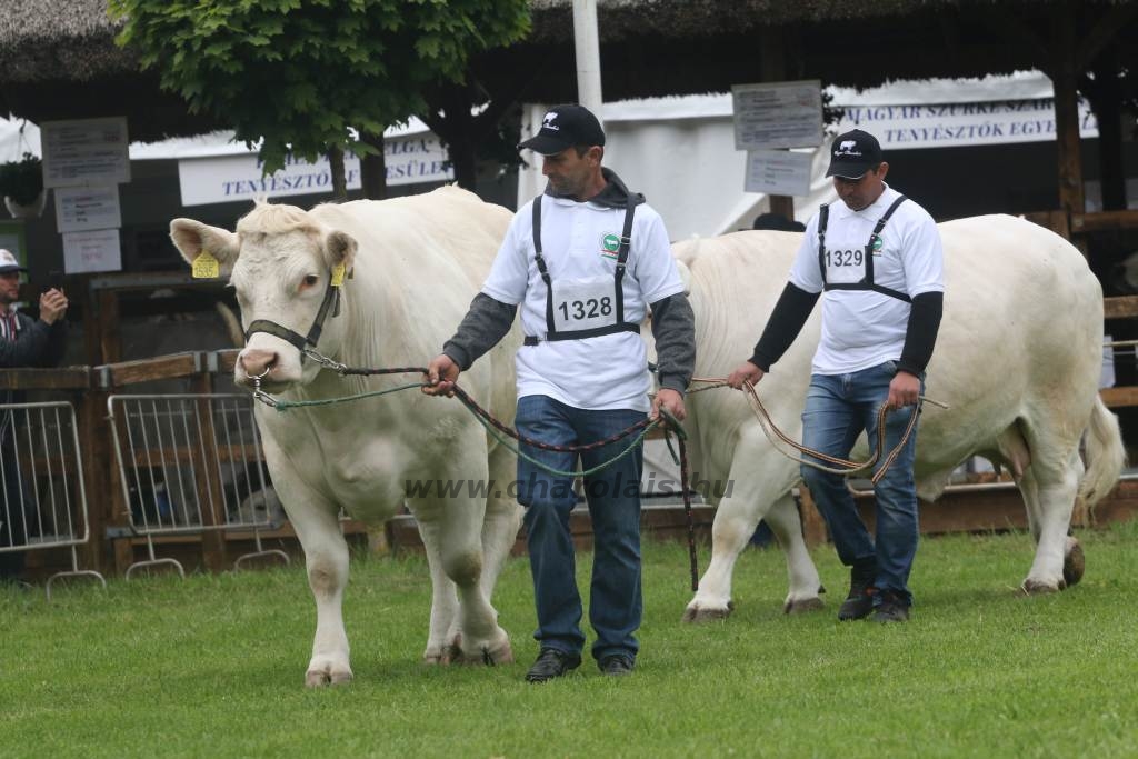 Hódmezővásárhely 2019