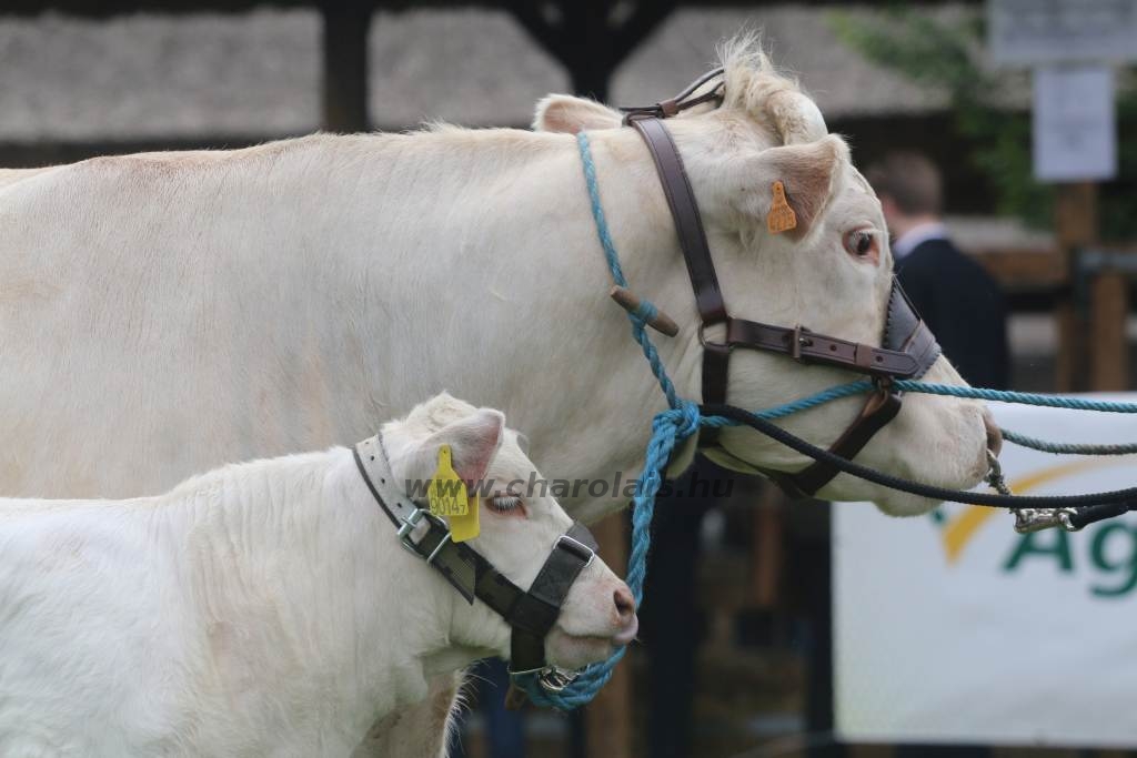 Hódmezővásárhely 2019