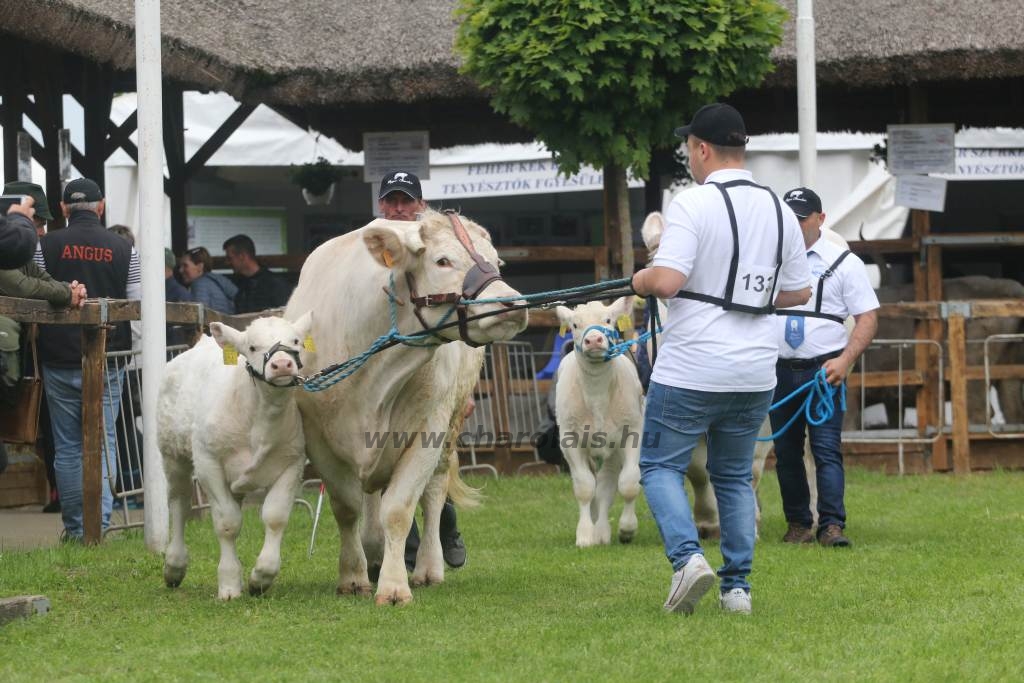 Hódmezővásárhely 2019