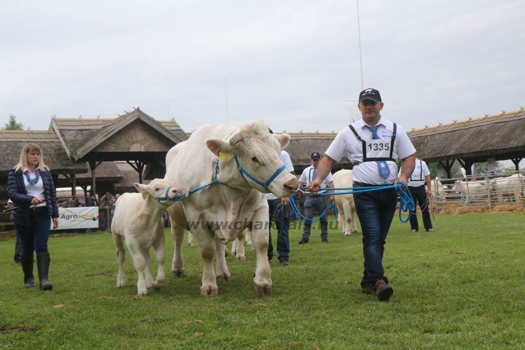 Hódmezővásárhely 2019