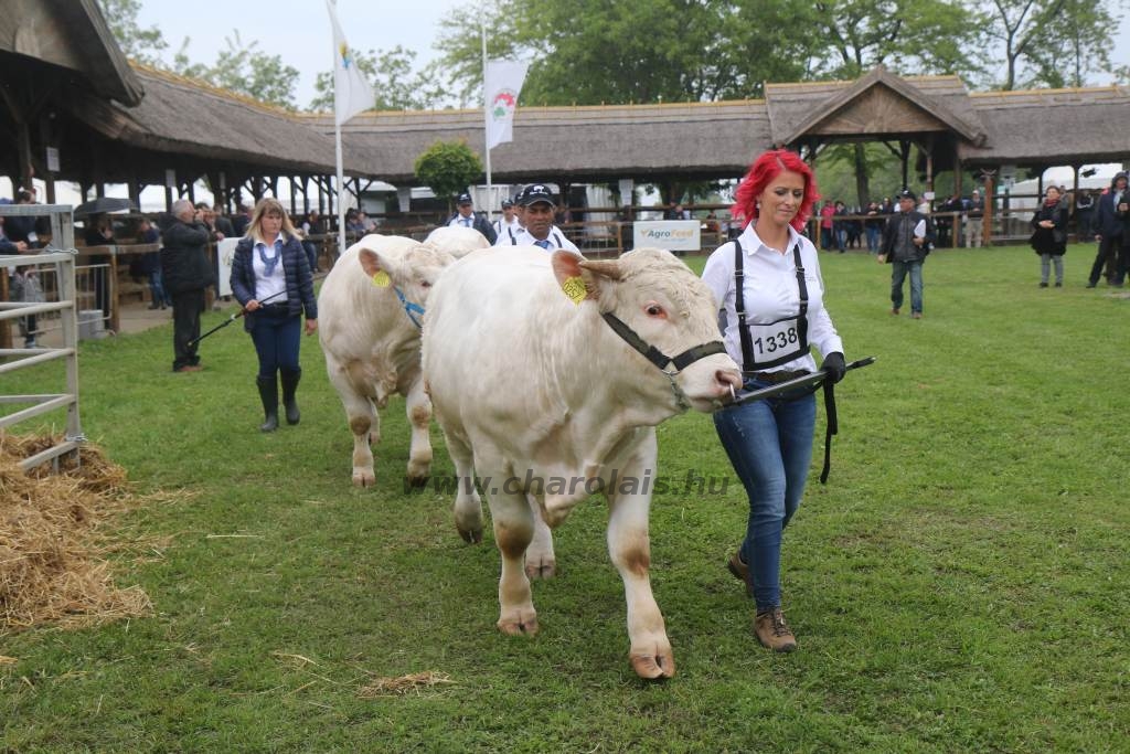 Hódmezővásárhely 2019