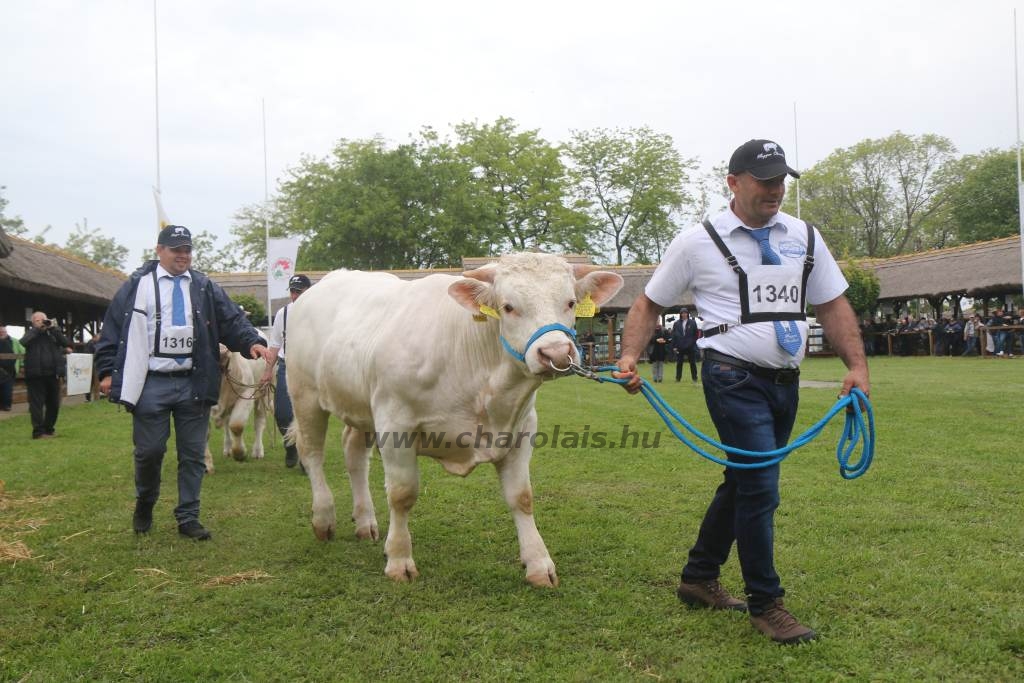 Hódmezővásárhely 2019