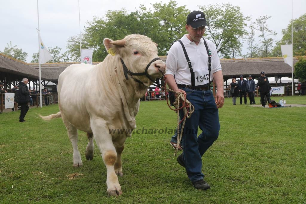 Hódmezővásárhely 2019