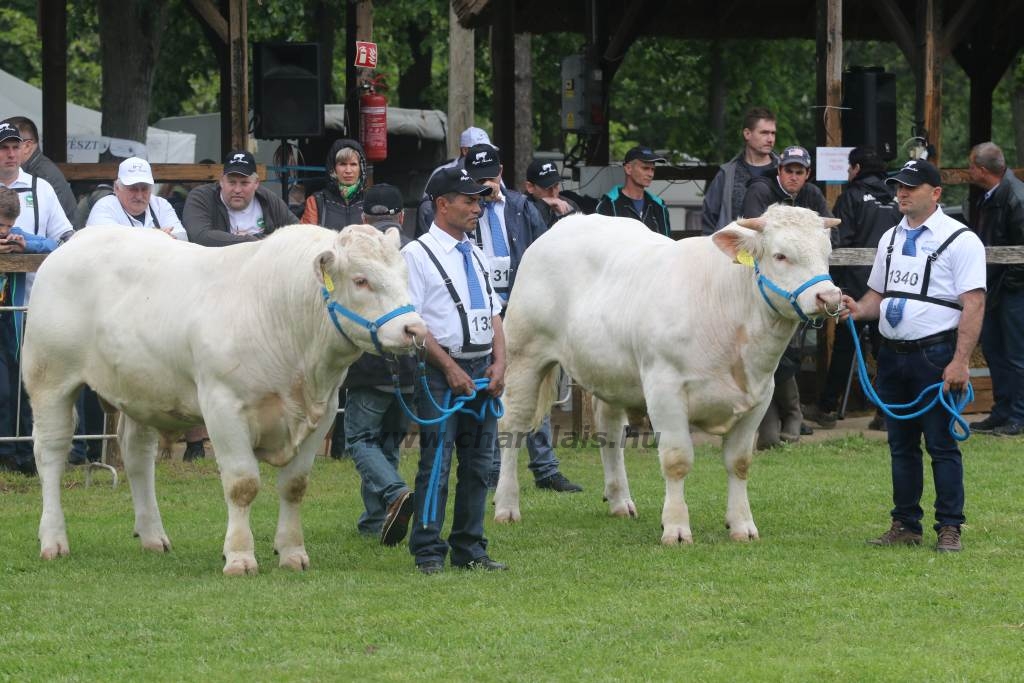 Hódmezővásárhely 2019