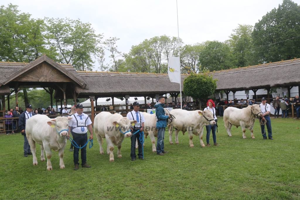 Hódmezővásárhely 2019