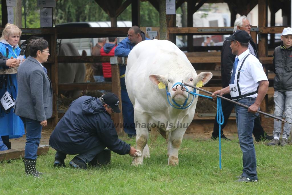 Hódmezővásárhely 2019