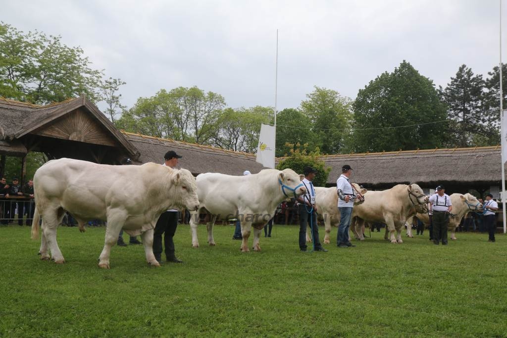 Hódmezővásárhely 2019