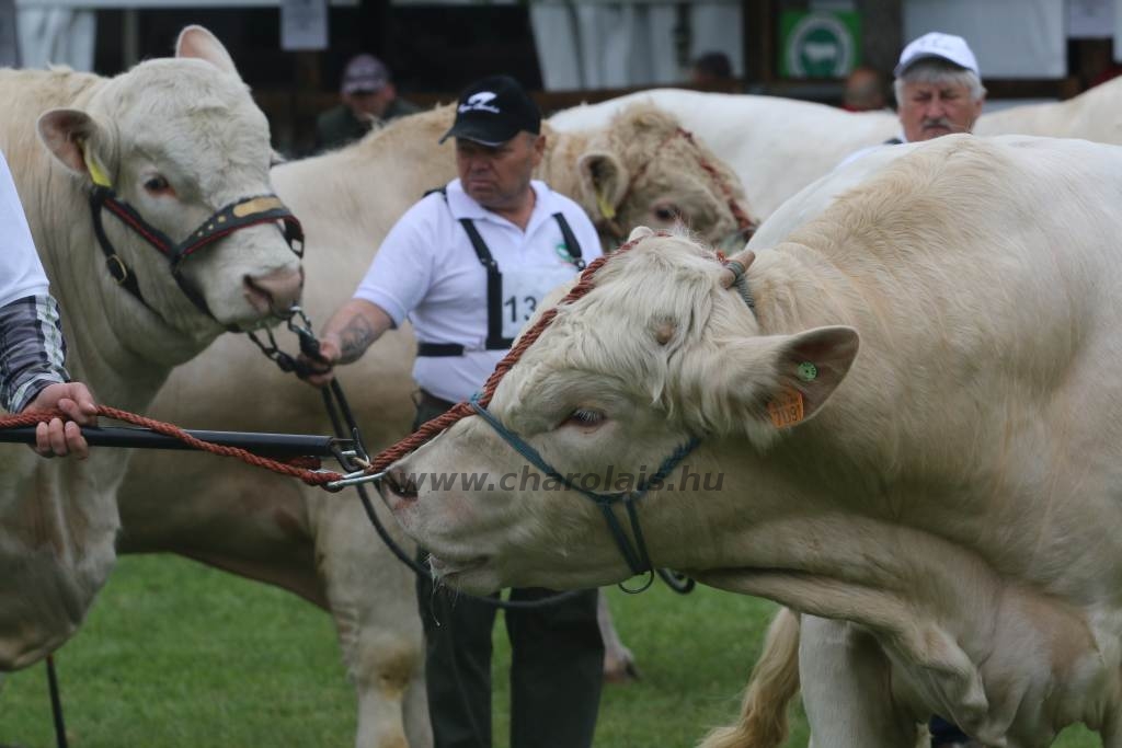 Hódmezővásárhely 2019