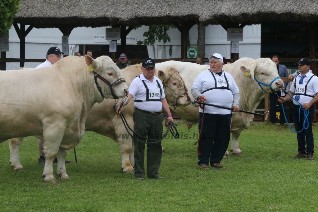 Hódmezővásárhely 2019