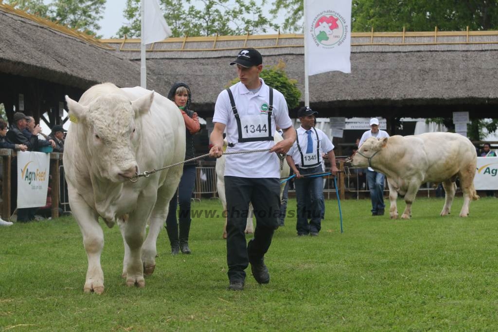 Hódmezővásárhely 2019