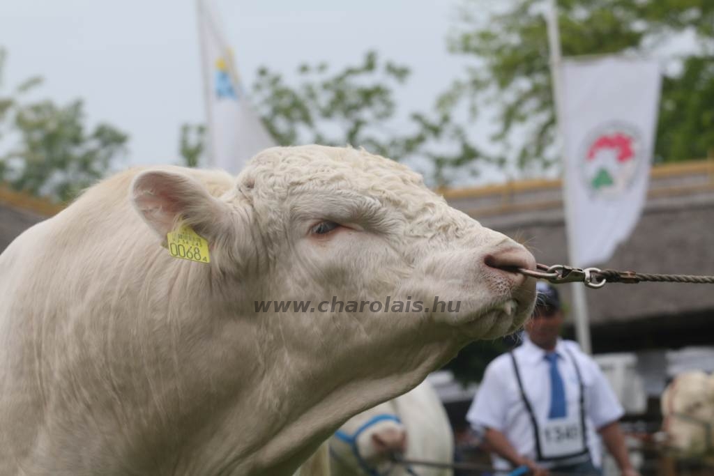 Hódmezővásárhely 2019