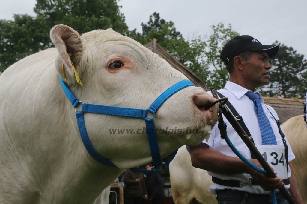 Hódmezővásárhely 2019