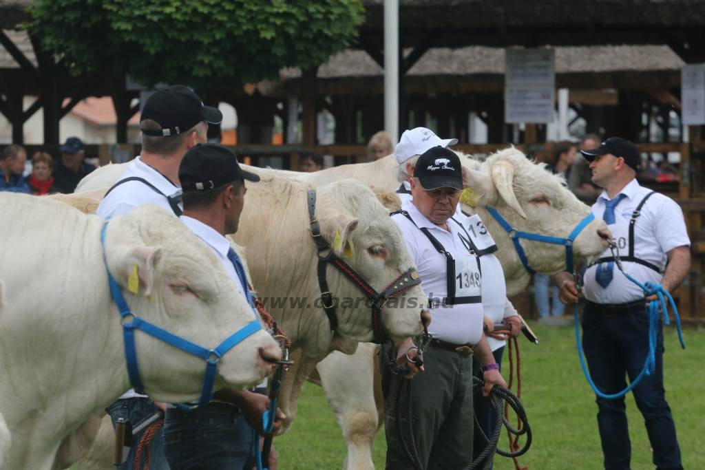 Hódmezővásárhely 2019