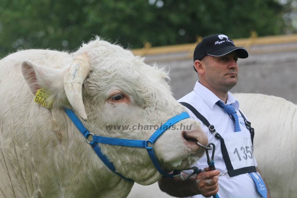 Hódmezővásárhely 2019