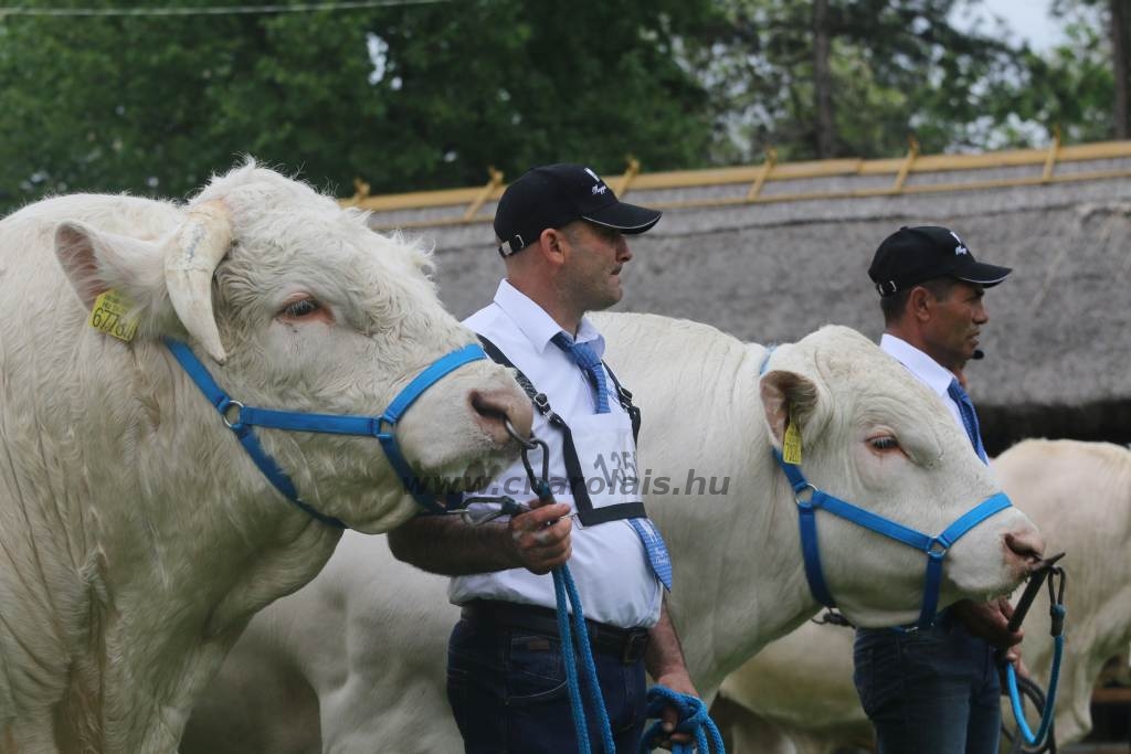 Hódmezővásárhely 2019