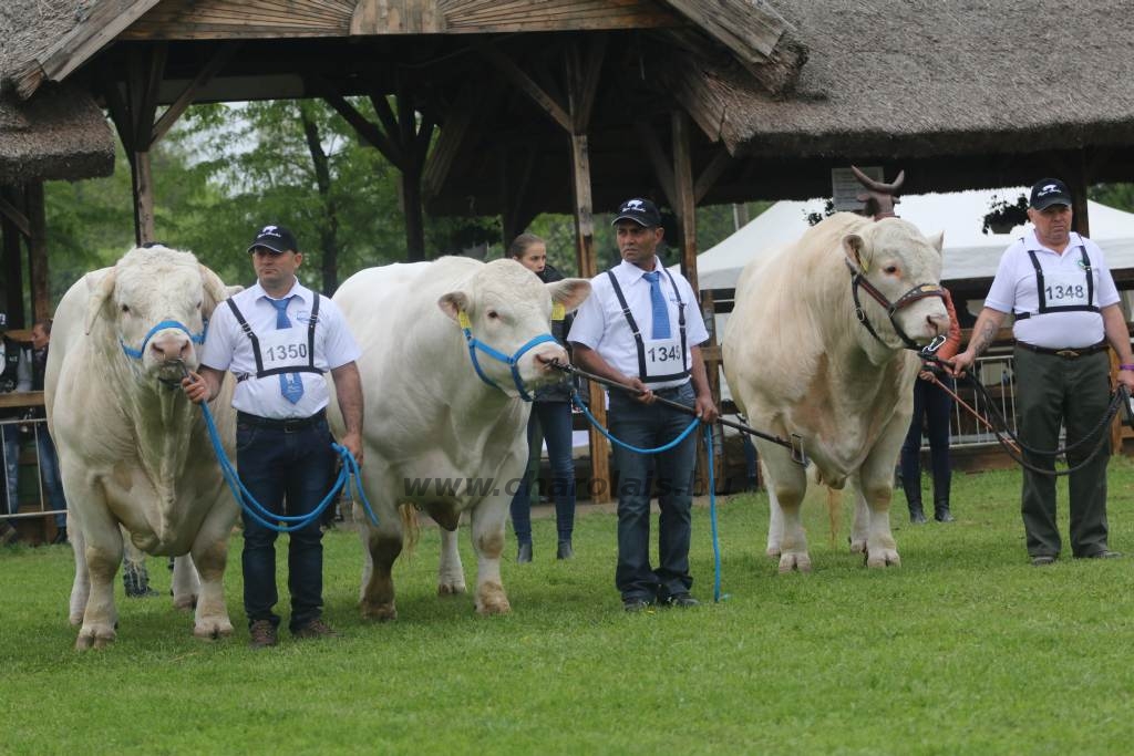 Hódmezővásárhely 2019