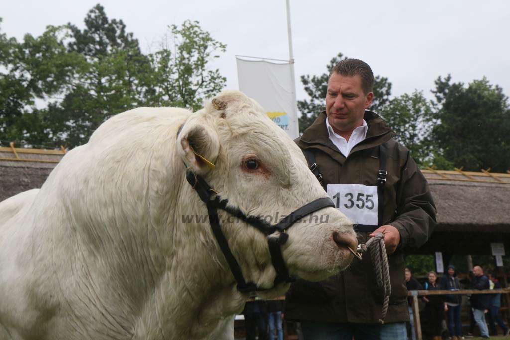 Hódmezővásárhely 2019