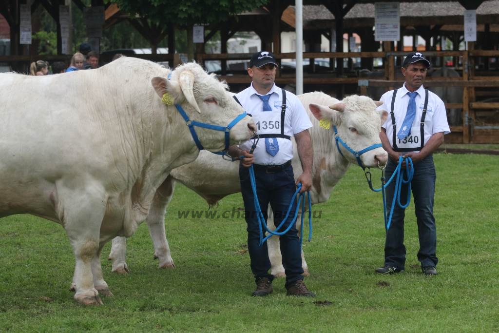 Hódmezővásárhely 2019