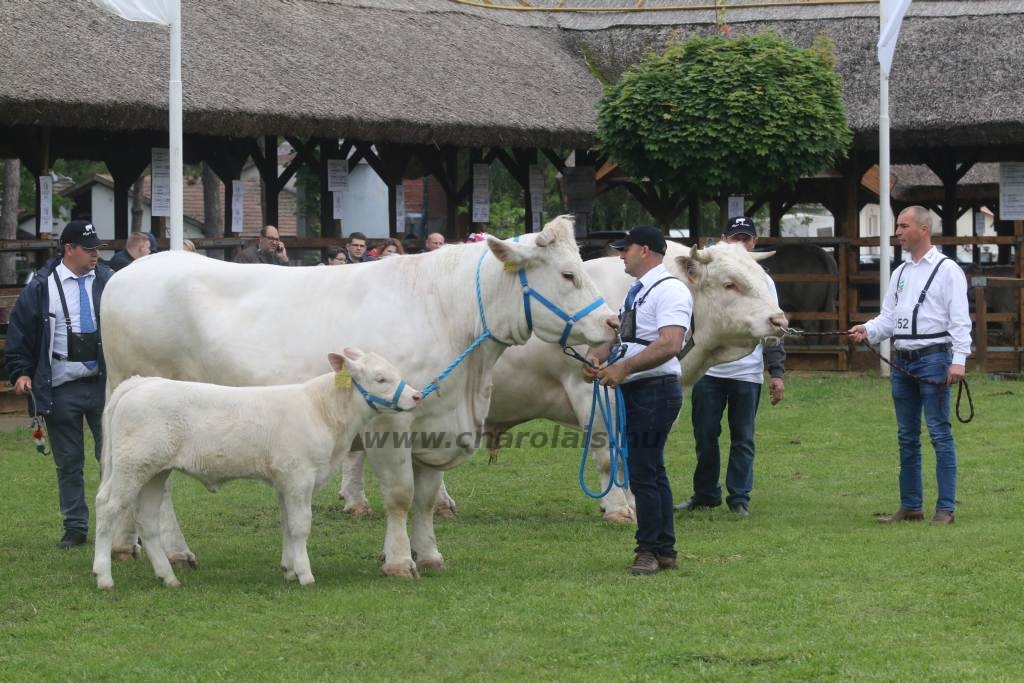 Hódmezővásárhely 2019