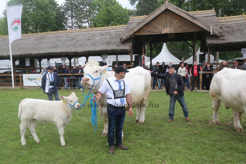 Hódmezővásárhely 2019