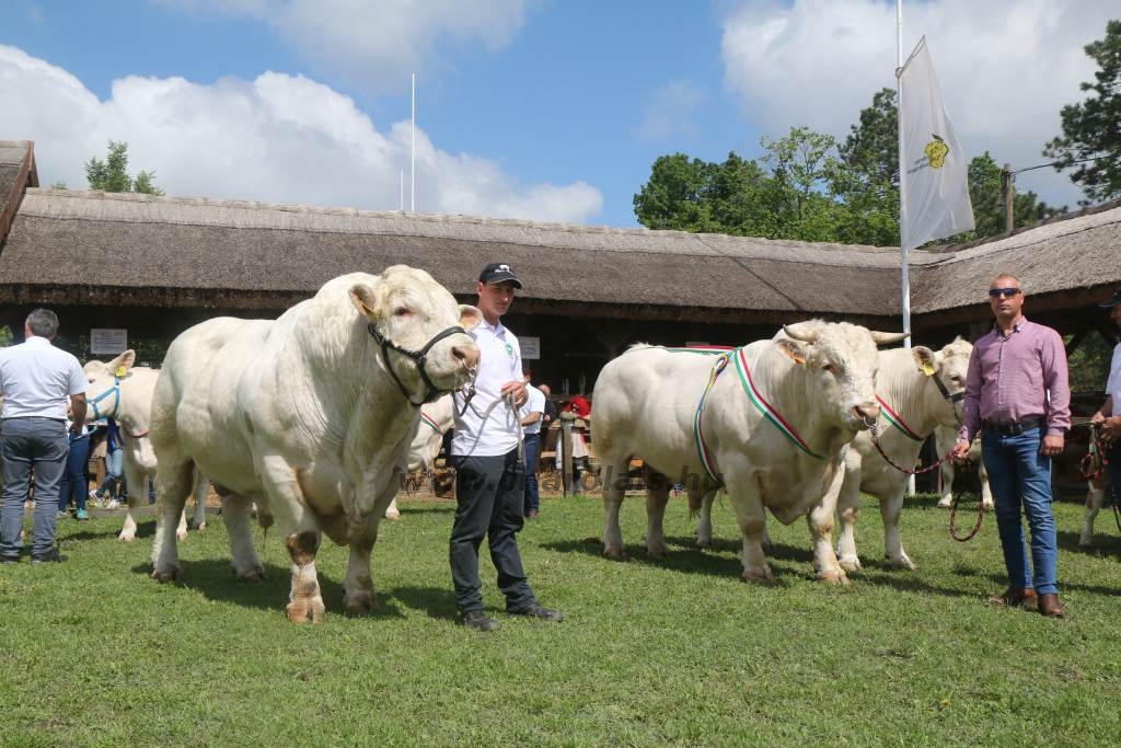 Hódmezővásárhely 2019