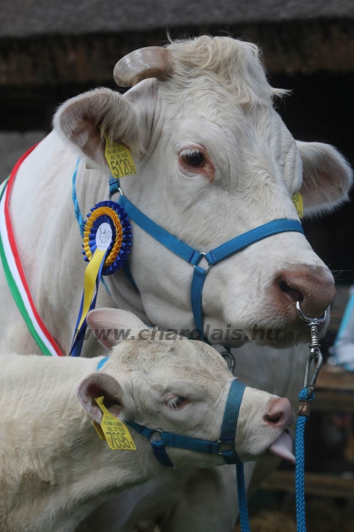 Hódmezővásárhely 2019