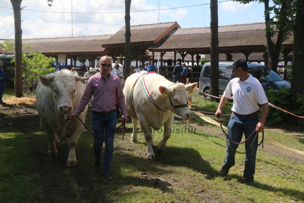 Hódmezővásárhely 2019