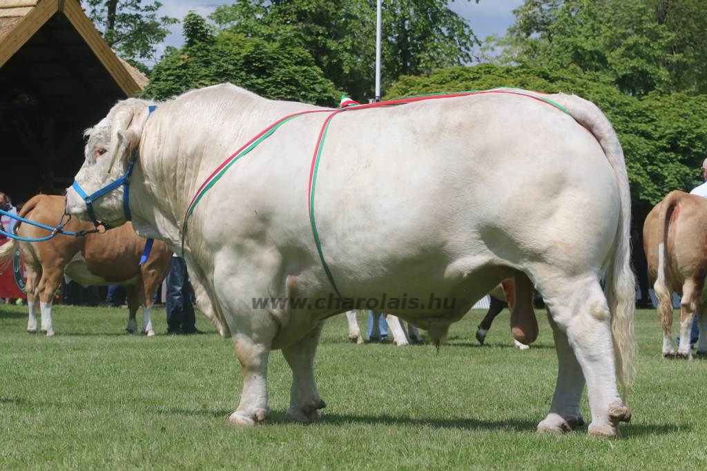 Hódmezővásárhely 2019