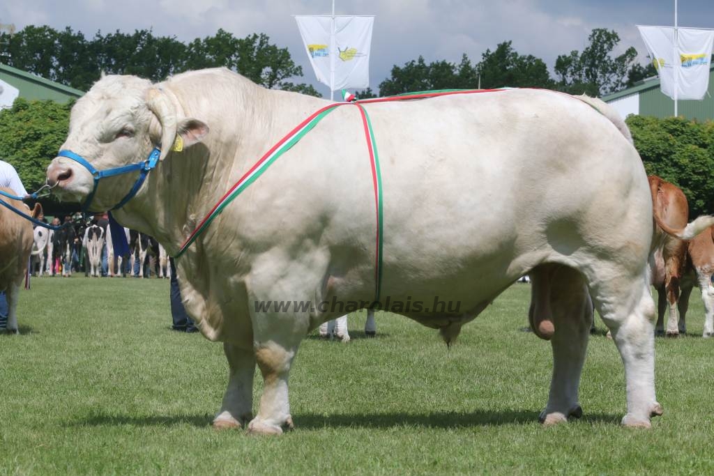 Hódmezővásárhely 2019