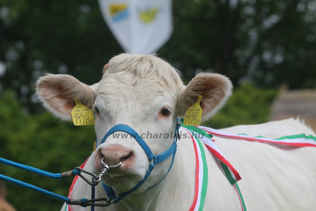 Hódmezővásárhely 2019