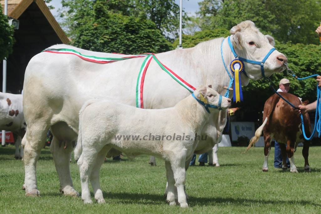 Hódmezővásárhely 2019