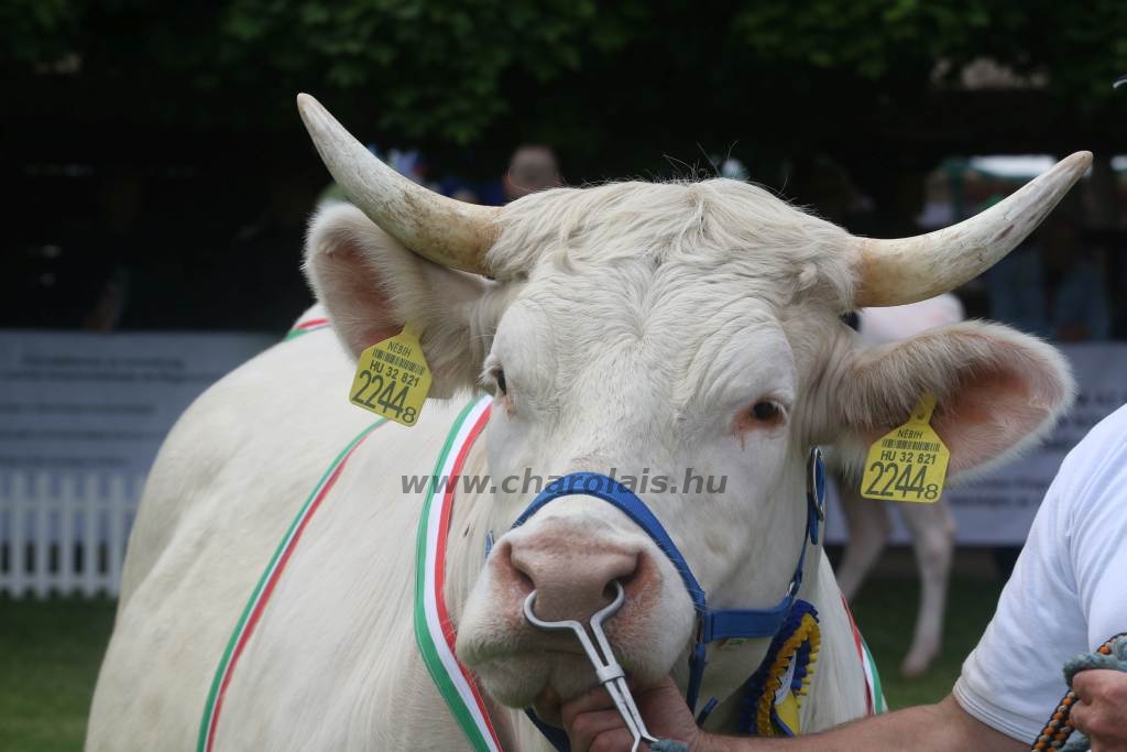 Hódmezővásárhely 2019