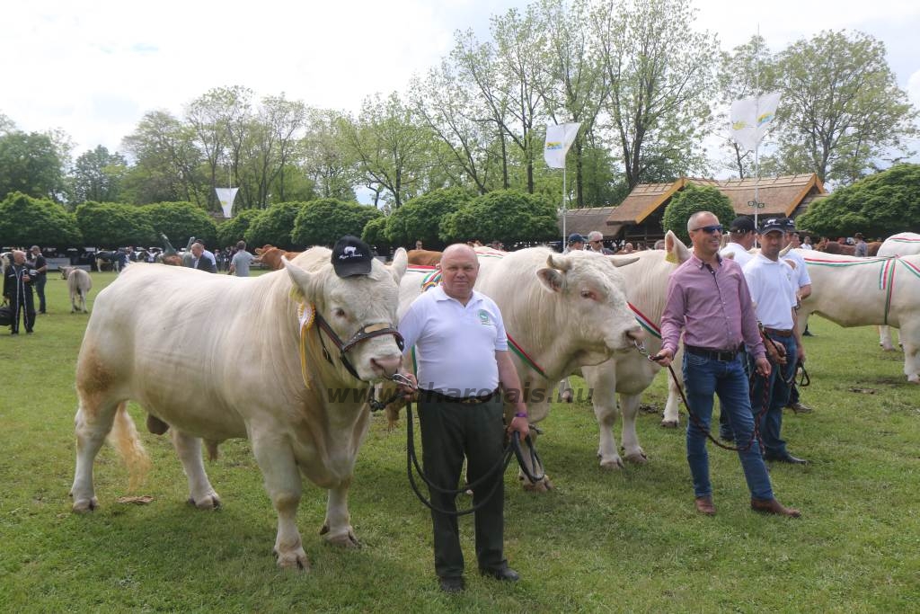 Hódmezővásárhely 2019