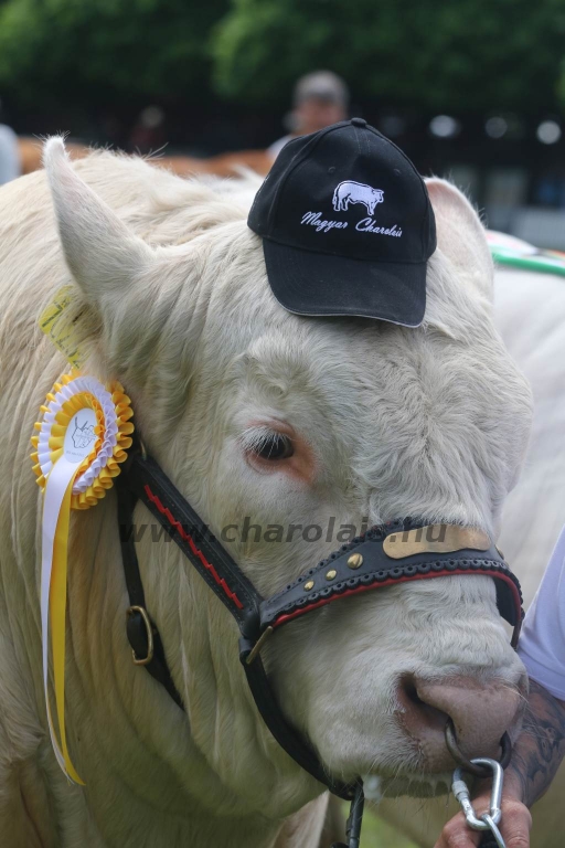 Hódmezővásárhely 2019