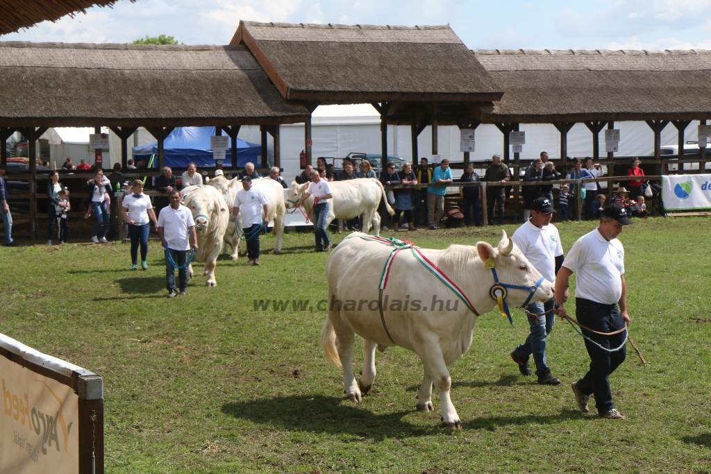 Hódmezővásárhely 2019