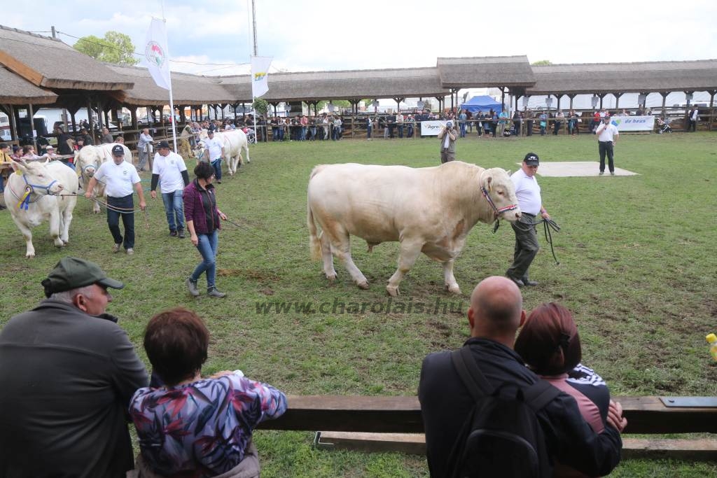 Hódmezővásárhely 2019