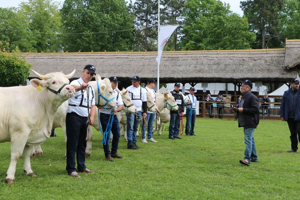 Hódmezővásárhely 2019