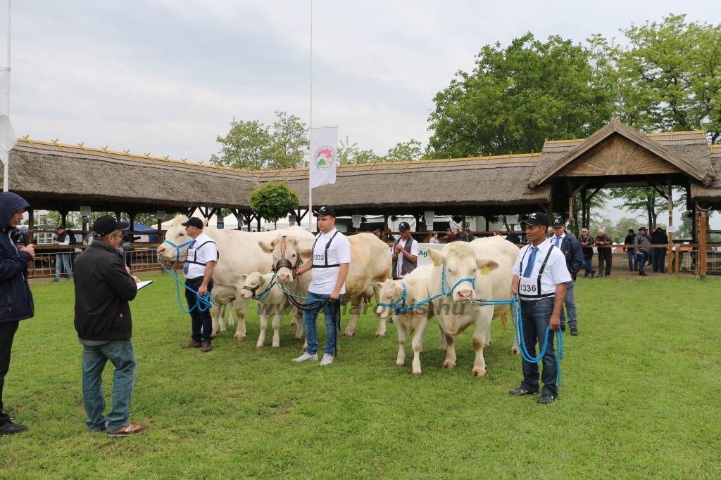 Hódmezővásárhely 2019