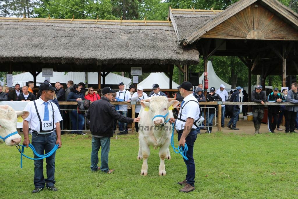 Hódmezővásárhely 2019