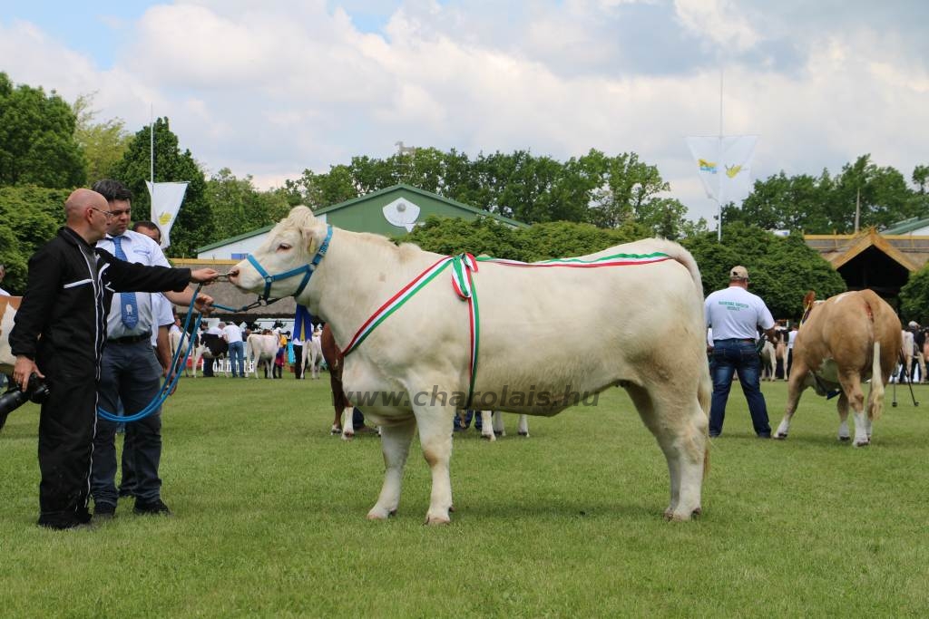 Hódmezővásárhely 2019