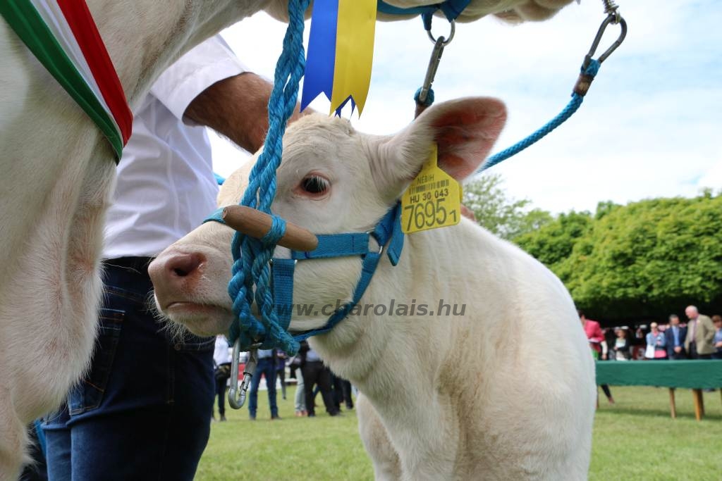 Hódmezővásárhely 2019