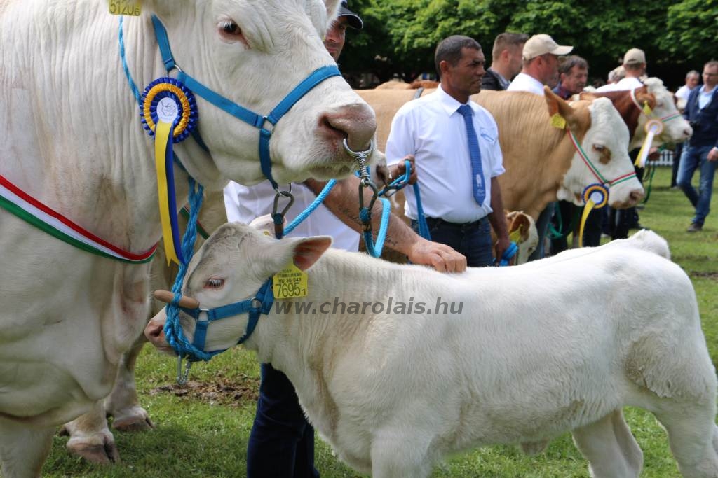 Hódmezővásárhely 2019