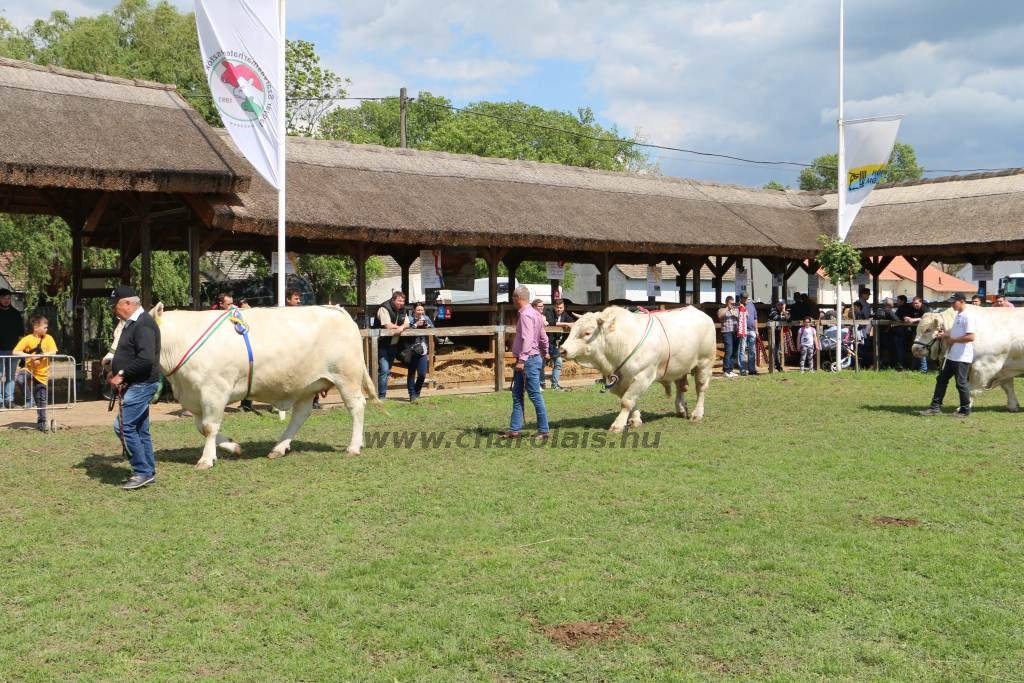 Hódmezővásárhely 2019