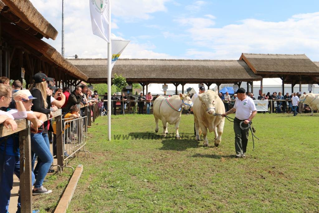 Hódmezővásárhely 2019