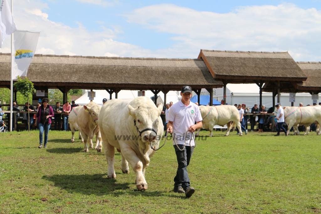 Hódmezővásárhely 2019