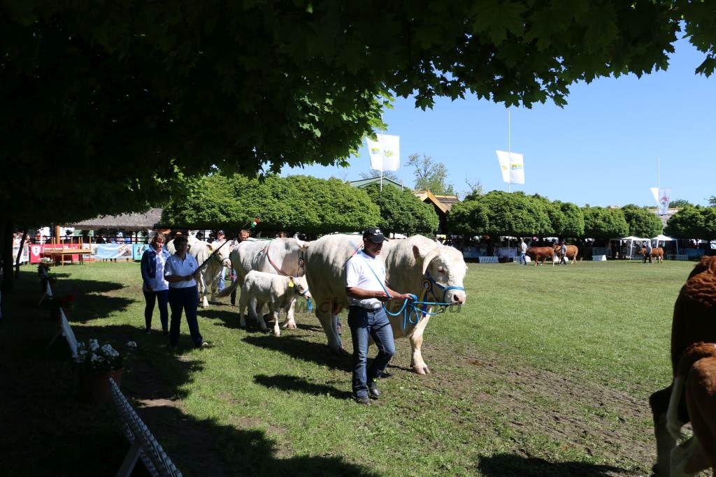 Hódmezővásárhely 2019