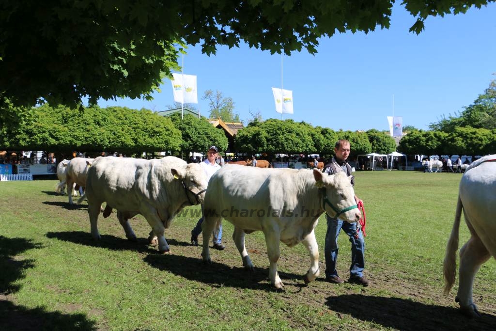 Hódmezővásárhely 2019