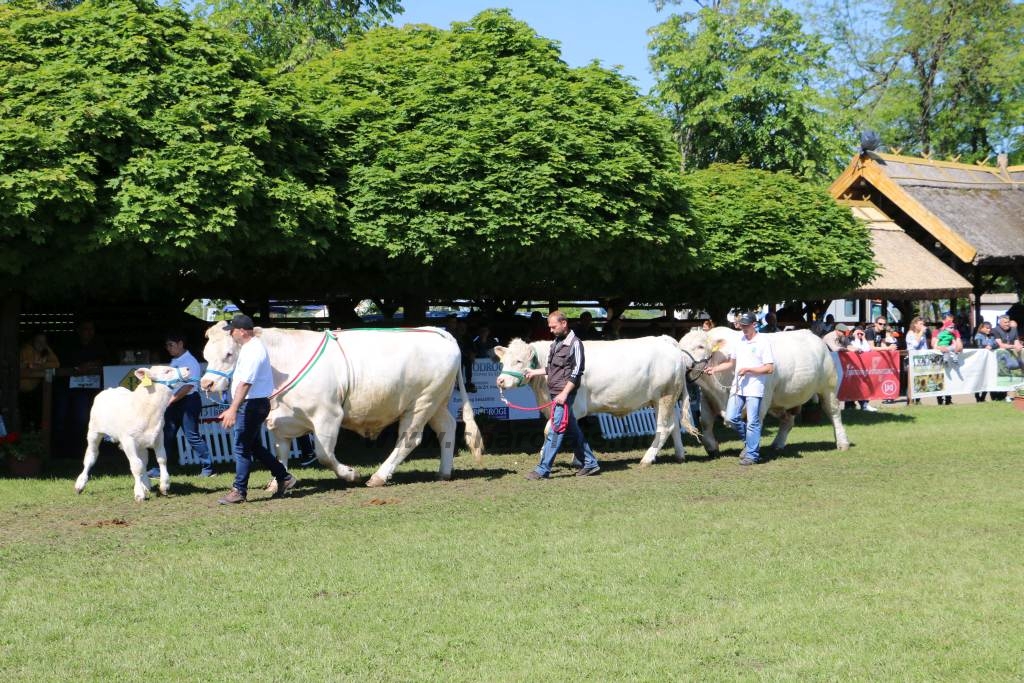 Hódmezővásárhely 2019