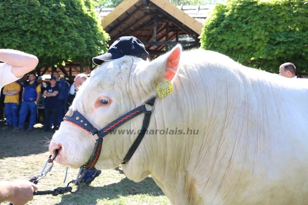 Hódmezővásárhely 2019